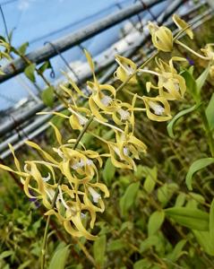 Dendrobium hamiferum