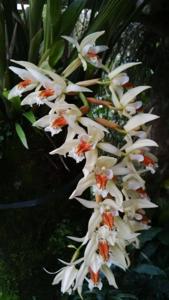 Coelogyne asperata