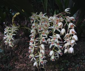 Coelogyne asperata