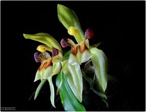 Coelogyne assamica