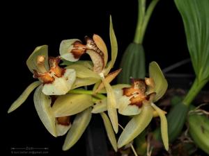 Coelogyne assamica