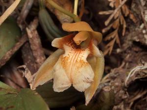 Coelogyne brunnea