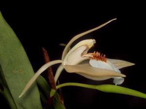 Coelogyne eberhardtii
