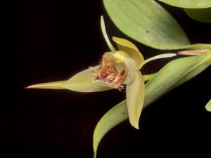Coelogyne fimbriata