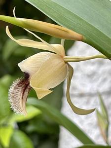 Coelogyne fimbriata