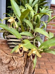 Coelogyne fimbriata
