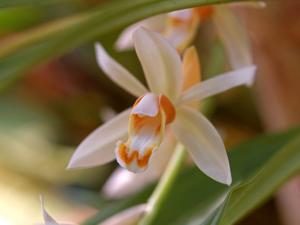 Coelogyne lactea