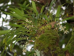 Coelogyne lactea