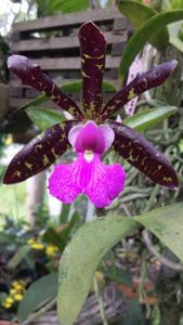 Cattleya aclandiae var. nigrescens