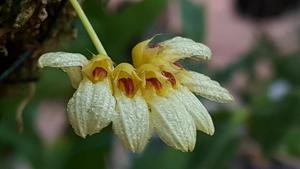 Bulbophyllum corolliferum