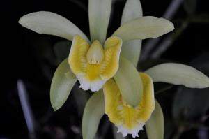 Cattleya forbesii