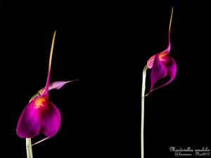 Masdevallia amabilis