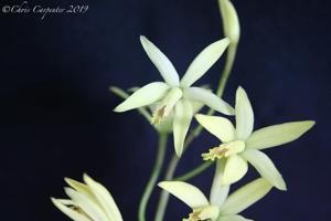 Cattleya blumenscheinii