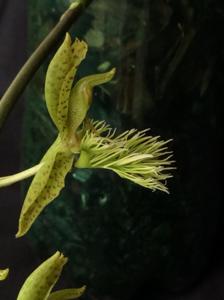 Catasetum barbatum