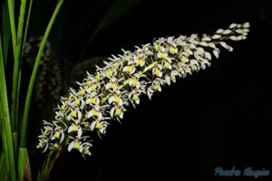Coelogyne multiflora