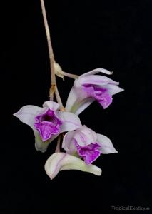 Dendrobium elliottianum