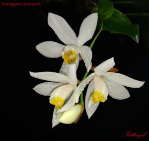 Coelogyne nervosa