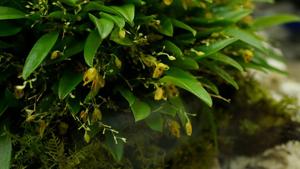 Platystele aurea