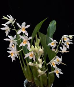 Coelogyne nitida