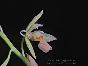 Chelonistele amplissima