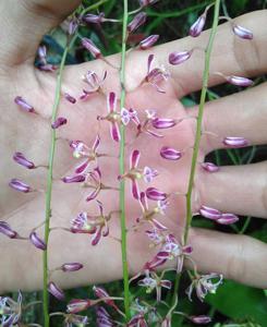 Acriopsis liliifolia