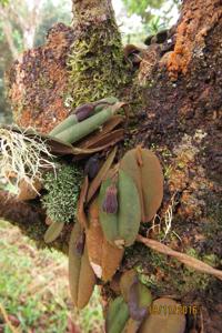 Dresslerella pertusa