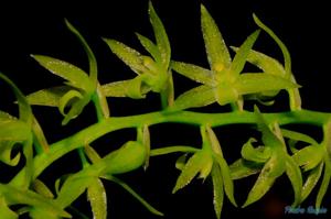 Coelogyne filiformis