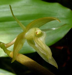 Coelogyne prasina