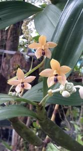 Callostylis pulchella