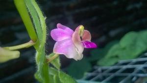 Phalaenopsis pulcherrima