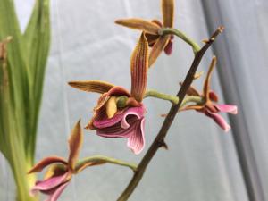 Mormodes warszewiczii
