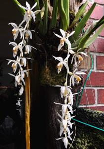 Coelogyne swaniana