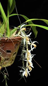 Coelogyne swaniana