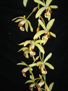 Coelogyne tomentosa