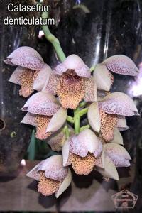Catasetum denticulatum