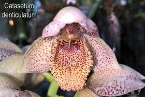 Catasetum denticulatum