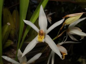 Coelogyne viscosa