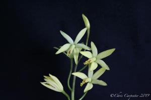 Cattleya blumenscheinii