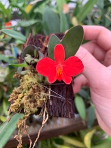 Cattleya mantiqueirae