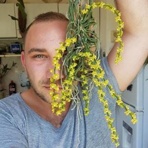 Chiloschista viridiflava