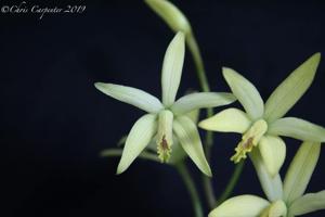 Cattleya blumenscheinii