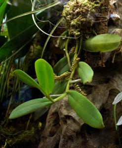 Campylocentrum kuntzei