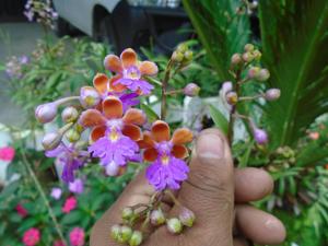 Epidendrum schweinfurthianum