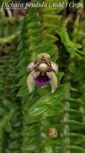 Dichaea pendula