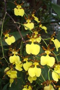 Oncidium tigrinum