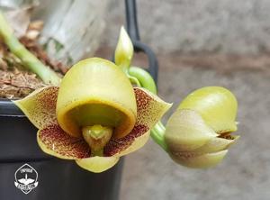 Catasetum denticulatum
