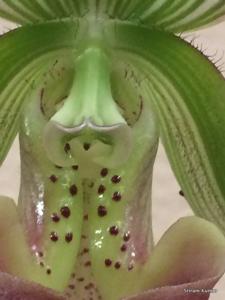 Paphiopedilum callosum