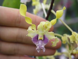 Dendrobium helix