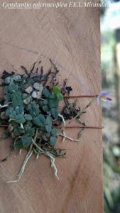Constantia microscopica