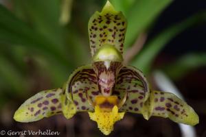 Kefersteinia parvilabris